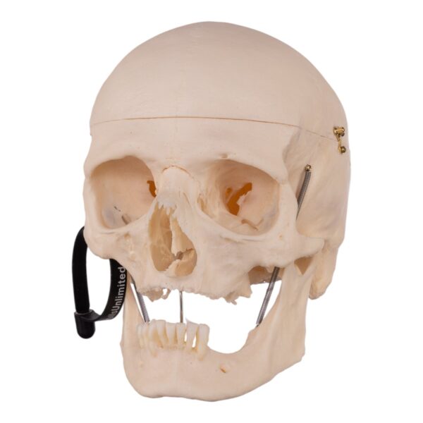 Real Research Quality Human Skull – 21.5 oz