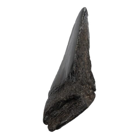 Real Megalodon Tooth - Half - 2.0459 oz