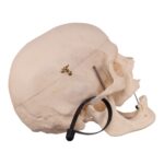 Real Research Quality Human Skull – 21.5 oz