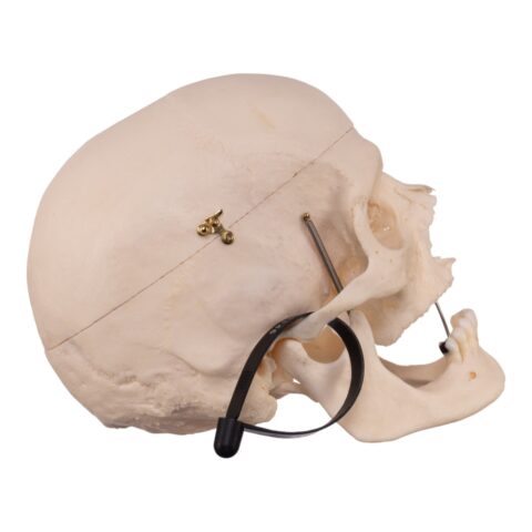 Real Research Quality Human Skull - 21.5 oz