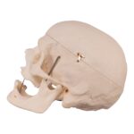 Real Research Quality Human Skull – 21.5 oz