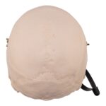Real Research Quality Human Skull – 21.5 oz