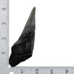 Real Megalodon Tooth – Half – 2.963 oz