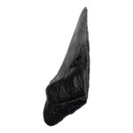 Real Megalodon Tooth – Half – 2.963 oz