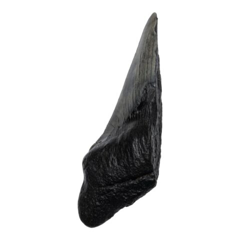 Real Megalodon Tooth - Half - 2.963 oz