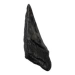 Real Megalodon Tooth – Half – 2.963 oz