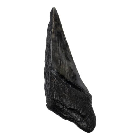 Real Megalodon Tooth - Half - 2.963 oz