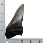 Real Megalodon Tooth – Half – 3.4568 oz