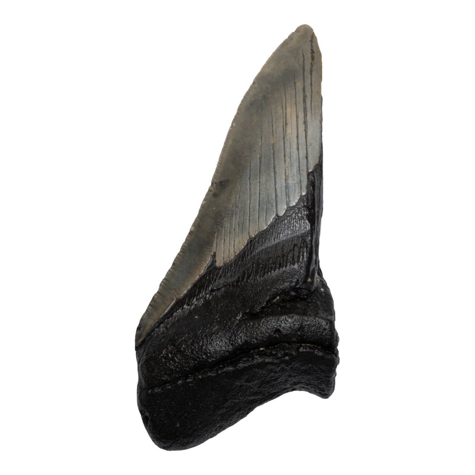 Real Megalodon Tooth - Half - 3.4568 oz