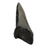 Real Megalodon Tooth – Half – 3.4568 oz