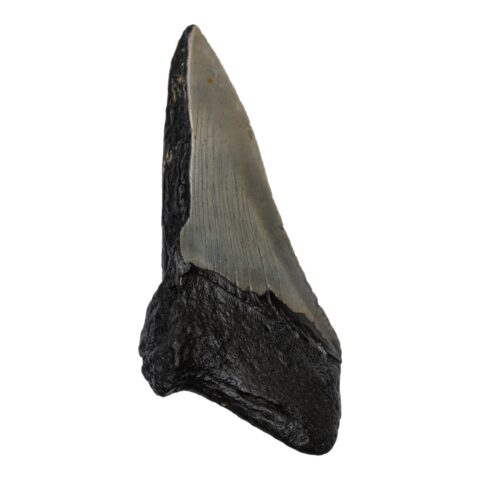 Real Megalodon Tooth - Half - 3.4568 oz