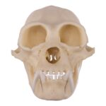 Replica Siamang Skull – Large Male
