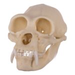 Replica Siamang Skull – Large Male