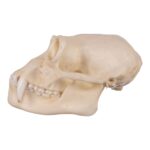Replica Siamang Skull – Large Male