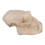 Replica Siamang Skull – Large Male