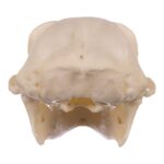 Replica Siamang Skull – Large Male