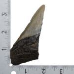 Real Megalodon Tooth – Half – 2.0459 oz