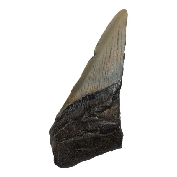 Real Megalodon Tooth – Half – 2.0459 oz