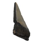 Real Megalodon Tooth – Half – 2.0459 oz