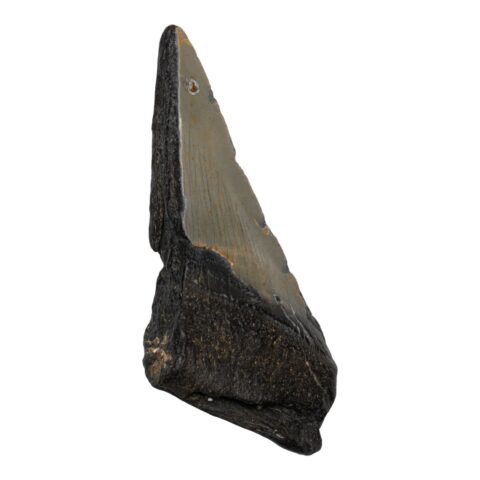 Real Megalodon Tooth - Half - 2.0459 oz
