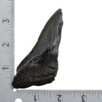 Real Megalodon Tooth – Half – 2.5397 oz