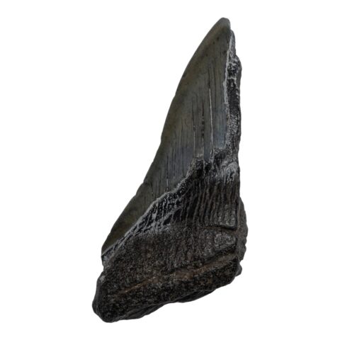 Real Megalodon Tooth - Half - 2.5397 oz