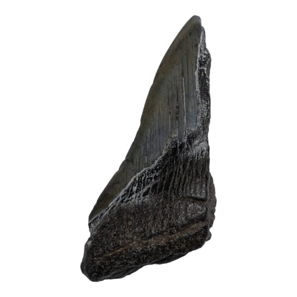 Real Megalodon Tooth – Half – 2.5397 oz
