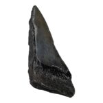 Real Megalodon Tooth – Half – 2.5397 oz