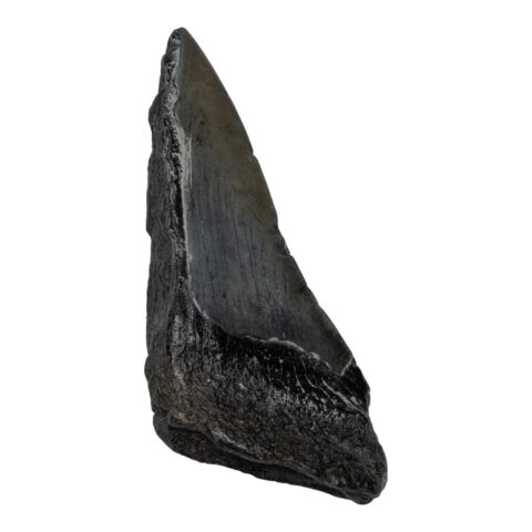 Real Megalodon Tooth - Half - 2.5397 oz