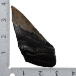 Real Megalodon Tooth – Half – 4.4445 oz