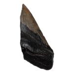Real Megalodon Tooth – Half – 4.4445 oz