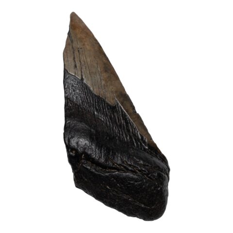 Real Megalodon Tooth - Half - 4.4445 oz