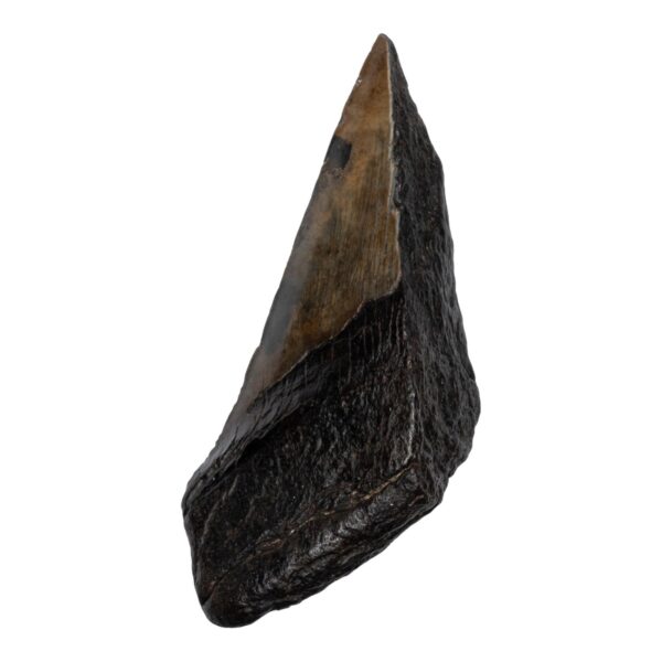 Real Megalodon Tooth – Half – 4.4445 oz