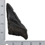 Real Megalodon Tooth – Half – 4.6562 oz