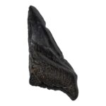 Real Megalodon Tooth – Half – 4.6562 oz
