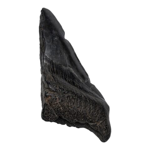 Real Megalodon Tooth - Half - 4.6562 oz