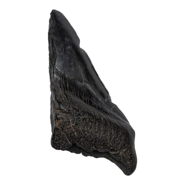 Real Megalodon Tooth – Half – 4.6562 oz