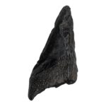 Real Megalodon Tooth – Half – 4.6562 oz