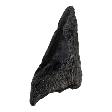 Real Megalodon Tooth - Half - 4.6562 oz