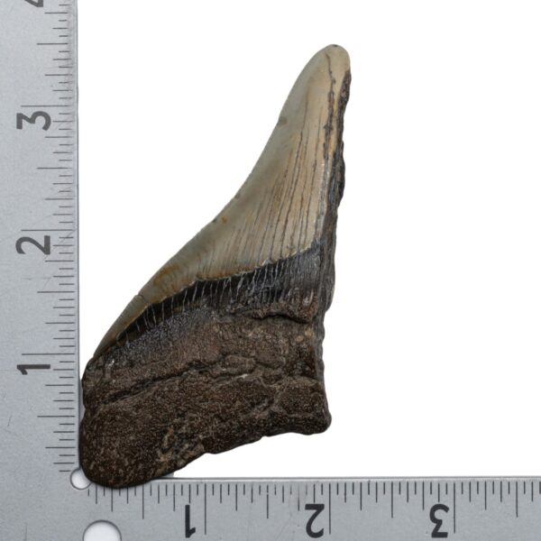 Real Megalodon Tooth – Half – 2.4692 oz
