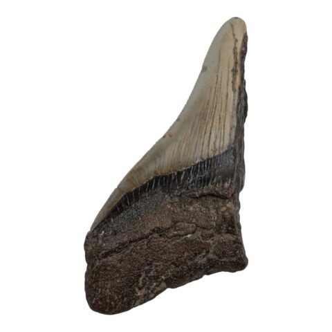 Real Megalodon Tooth - Half - 2.4692 oz