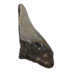 Real Megalodon Tooth – Half – 2.4692 oz