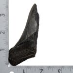 Real Megalodon Tooth – Half – 1.4815 oz