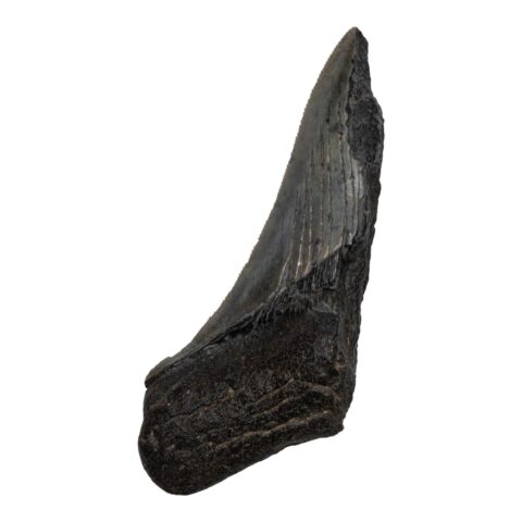 Real Megalodon Tooth - Half - 1.4815 oz