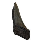 Real Megalodon Tooth – Half – 1.4815 oz