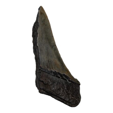 Real Megalodon Tooth - Half - 1.4815 oz