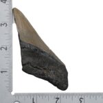 Real Megalodon Tooth – Half – 2.3986 oz