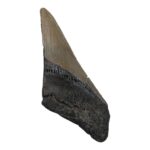Real Megalodon Tooth – Half – 2.3986 oz