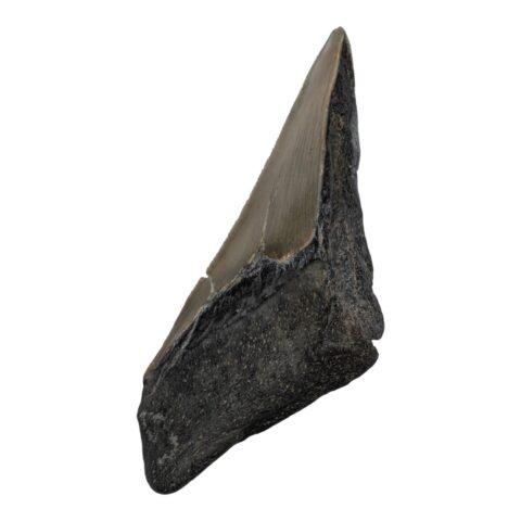 Real Megalodon Tooth - Half - 2.3986 oz