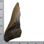 Real Megalodon Tooth – Half – 5.2205 oz